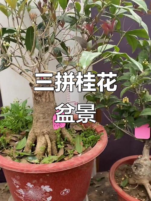 北方桂花可以用什么嫁接？嫁接桂花北方室外越冬？-第2张图片-优品飞百科