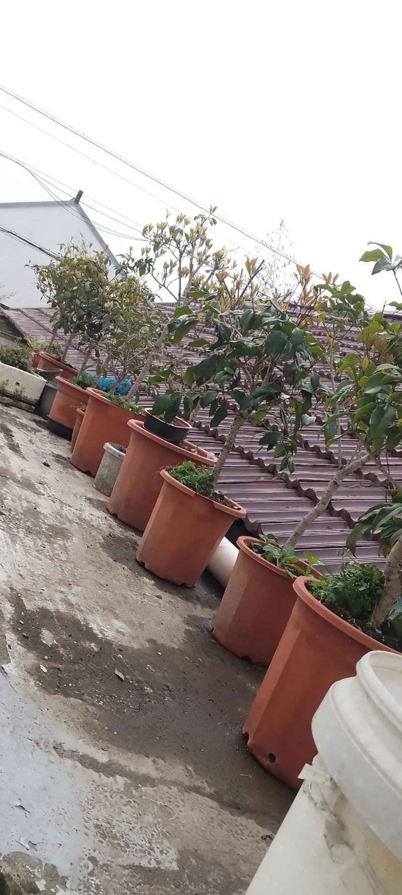 北方桂花可以用什么嫁接？嫁接桂花北方室外越冬？-第3张图片-优品飞百科