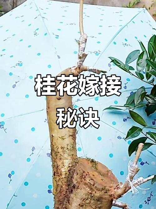 北方桂花可以用什么嫁接？嫁接桂花北方室外越冬？-第4张图片-优品飞百科