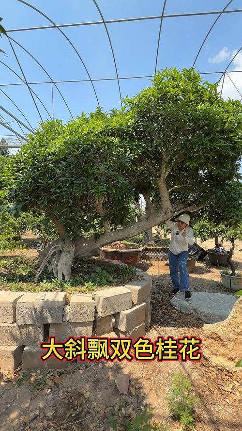 北方桂花可以用什么嫁接？嫁接桂花北方室外越冬？-第5张图片-优品飞百科