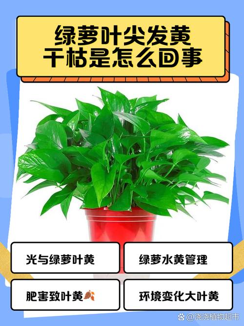 绿萝叶子打蔫怎么回事，叶子发黑怎么办，绿萝叶子蔫了变软发黑是什么原因？