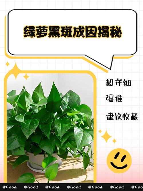 绿萝叶子打蔫怎么回事，叶子发黑怎么办，绿萝叶子蔫了变软发黑是什么原因？-第2张图片-优品飞百科