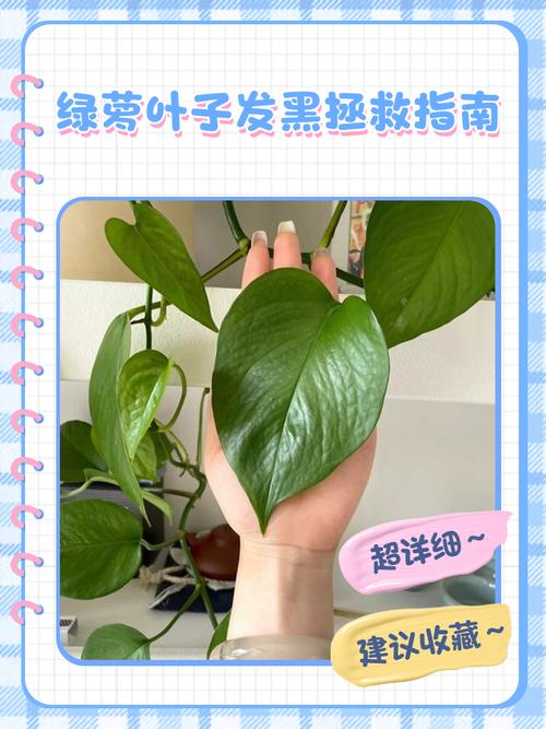 绿萝叶子打蔫怎么回事，叶子发黑怎么办，绿萝叶子蔫了变软发黑是什么原因？-第3张图片-优品飞百科