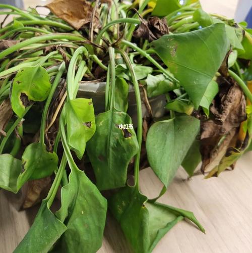 绿萝叶子打蔫怎么回事，叶子发黑怎么办，绿萝叶子蔫了变软发黑是什么原因？-第5张图片-优品飞百科