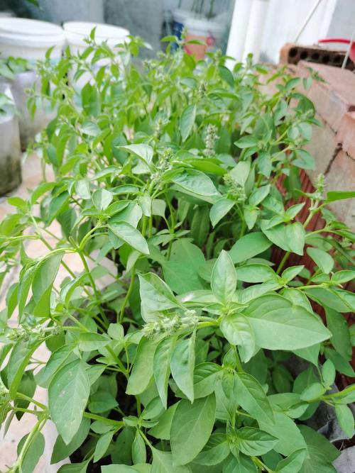 罗勒品种大全，罗勒哪个品种好吃？