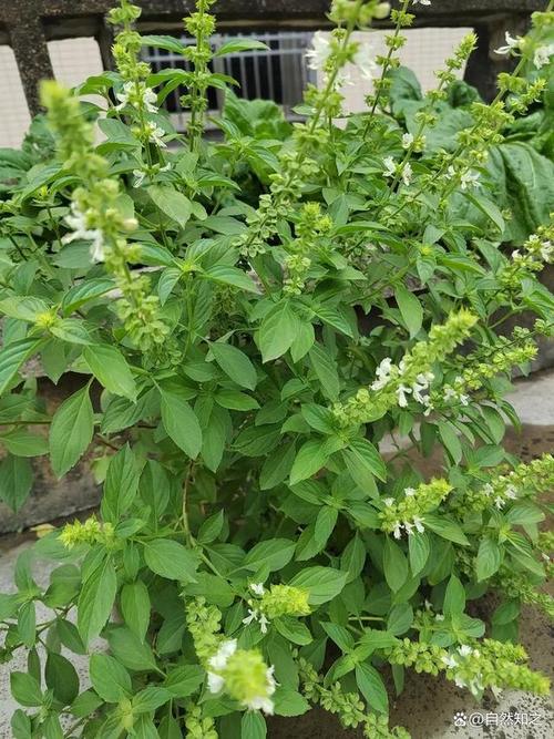 罗勒品种大全，罗勒哪个品种好吃？-第2张图片-优品飞百科