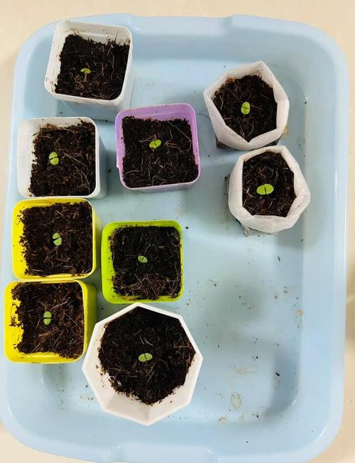 罗勒品种大全，罗勒哪个品种好吃？-第3张图片-优品飞百科