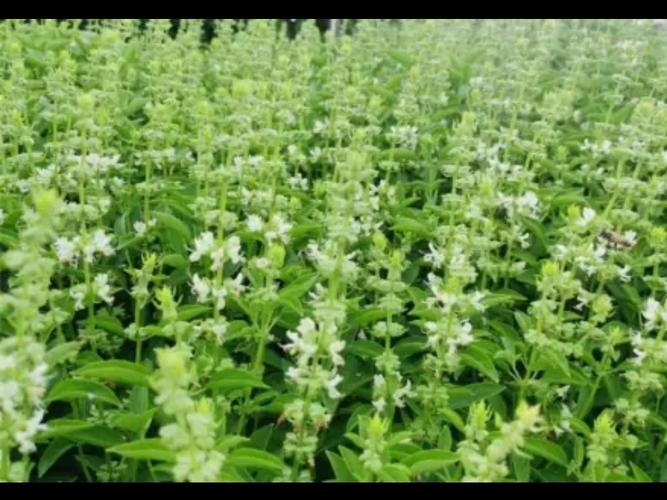 罗勒品种大全，罗勒哪个品种好吃？-第4张图片-优品飞百科