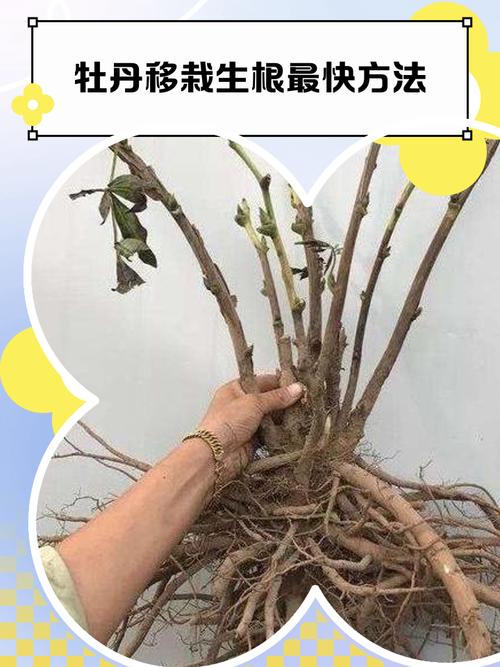 吊兰烂根怎么办，吊兰烂根怎么处理方法