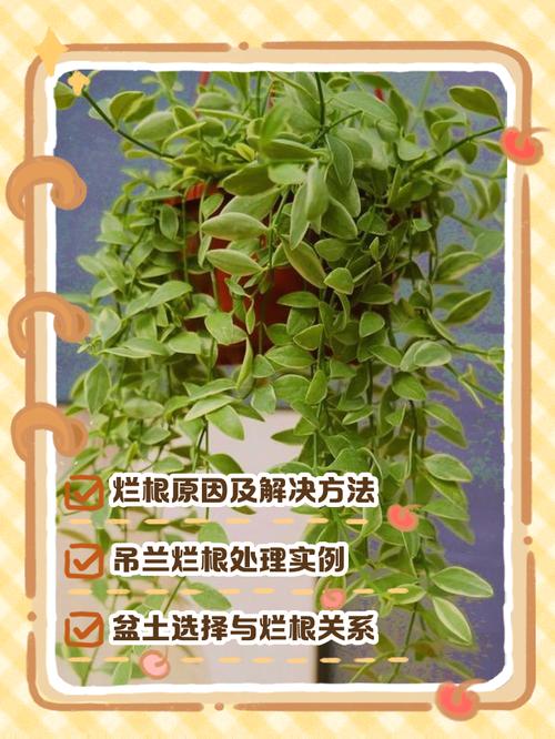 吊兰烂根怎么办，吊兰烂根怎么处理方法-第2张图片-优品飞百科