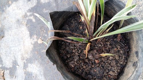 吊兰烂根怎么办，吊兰烂根怎么处理方法-第3张图片-优品飞百科