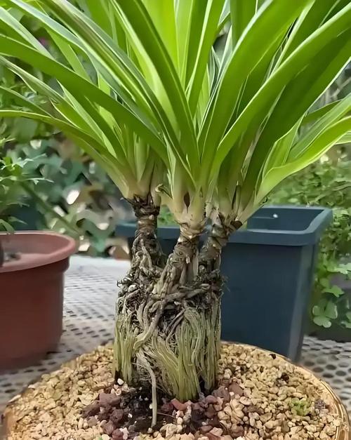 吊兰烂根怎么办，吊兰烂根怎么处理方法-第4张图片-优品飞百科