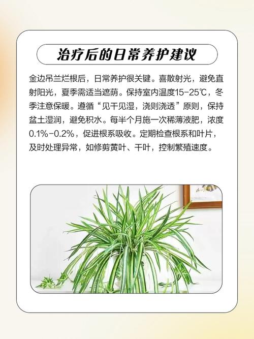 吊兰烂根怎么办，吊兰烂根怎么处理方法-第6张图片-优品飞百科