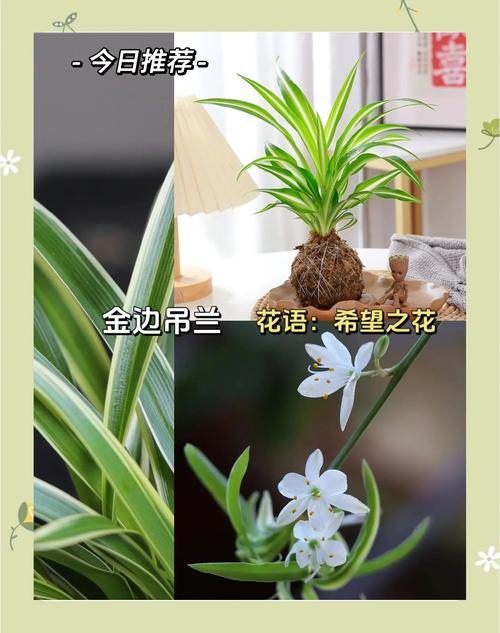 吊兰烂根怎么办，吊兰烂根怎么处理方法-第7张图片-优品飞百科