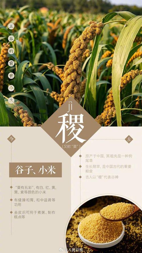 五谷杂粮是哪5种？佛教用的五谷杂粮是哪5种？-第5张图片-优品飞百科