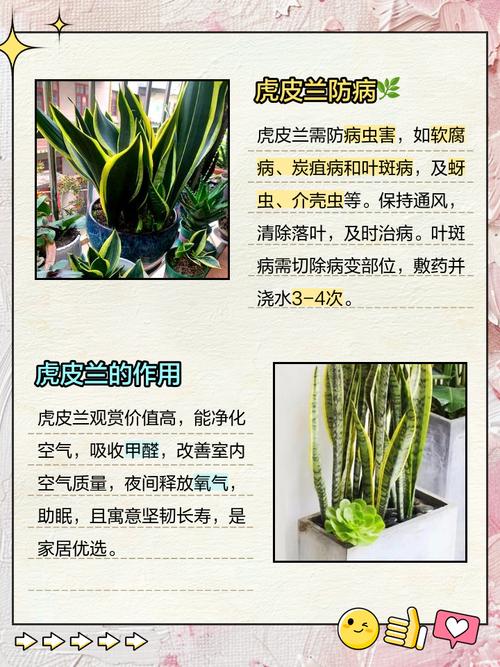 这些花很难养容易死，哪些花容易养活又不容易死