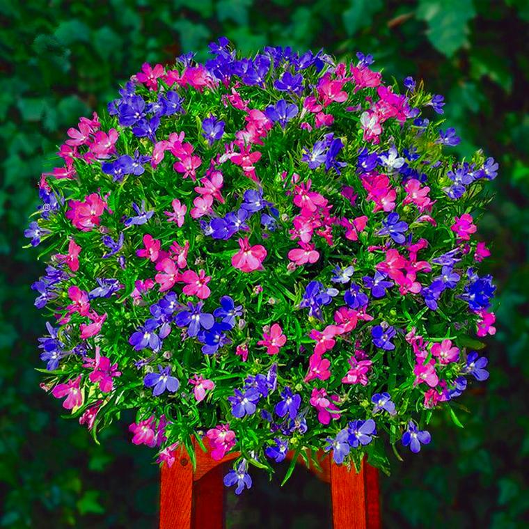 这些花很难养容易死，哪些花容易养活又不容易死-第2张图片-优品飞百科