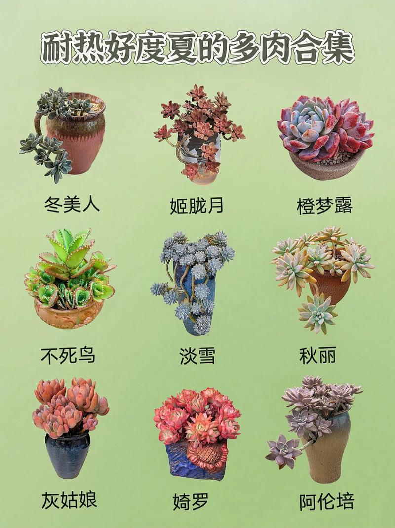 这些花很难养容易死，哪些花容易养活又不容易死-第4张图片-优品飞百科