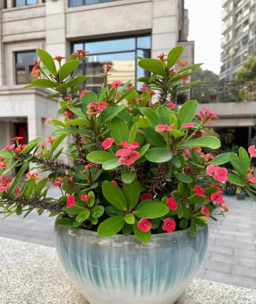 这些花很难养容易死，哪些花容易养活又不容易死-第5张图片-优品飞百科