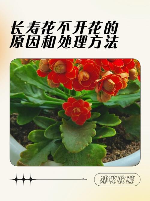 这些花很难养容易死，哪些花容易养活又不容易死-第6张图片-优品飞百科