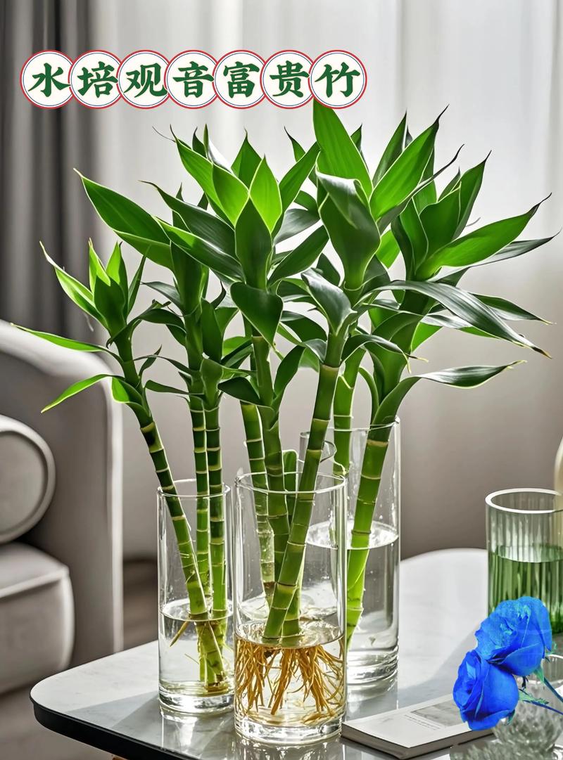 富贵竹水培怎么改土培，富贵竹水培改土培的注意事项？