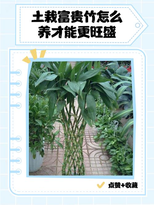 富贵竹水培怎么改土培，富贵竹水培改土培的注意事项？-第3张图片-优品飞百科