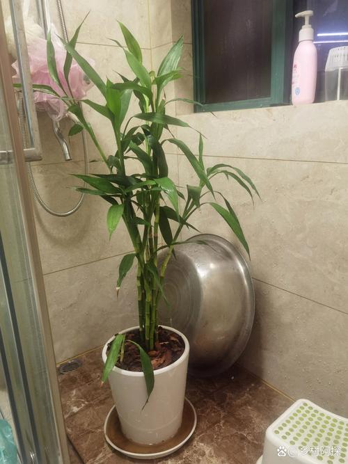 富贵竹水培怎么改土培，富贵竹水培改土培的注意事项？-第4张图片-优品飞百科