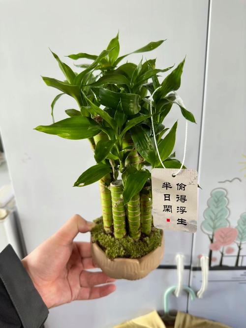 富贵竹水培怎么改土培，富贵竹水培改土培的注意事项？-第5张图片-优品飞百科