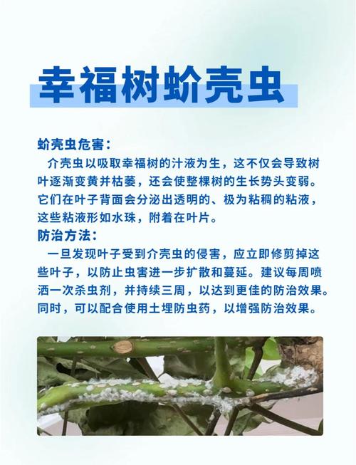 幸福树的病害及其防治，幸福树的常见病-第2张图片-优品飞百科
