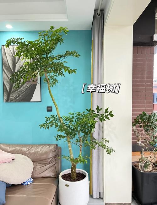 幸福树的病害及其防治，幸福树的常见病-第3张图片-优品飞百科