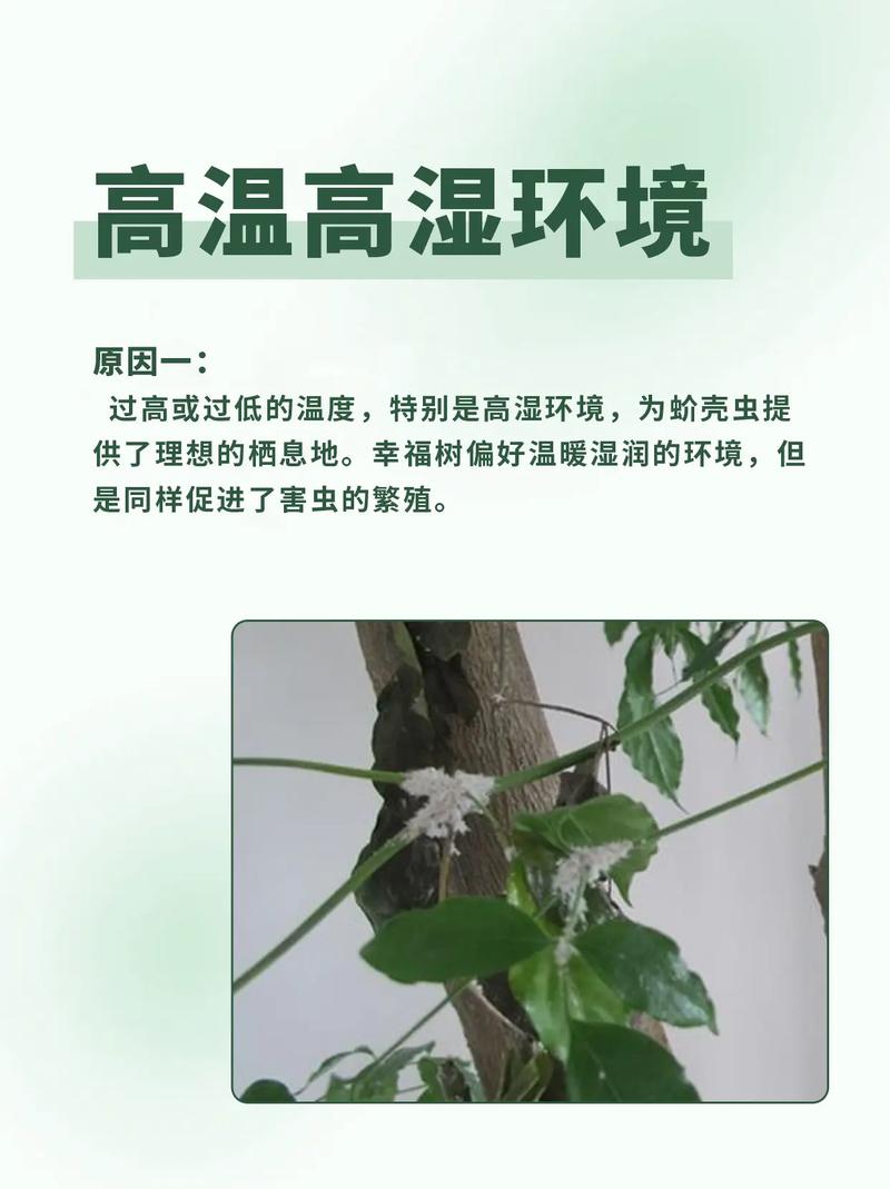 幸福树的病害及其防治，幸福树的常见病-第4张图片-优品飞百科