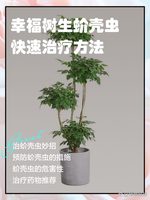 幸福树的病害及其防治，幸福树的常见病-第5张图片-优品飞百科