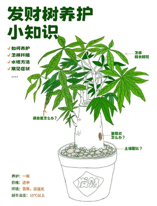 这些花扔水里都能活，浇再多也没事儿？直接丢水里就能活的花？