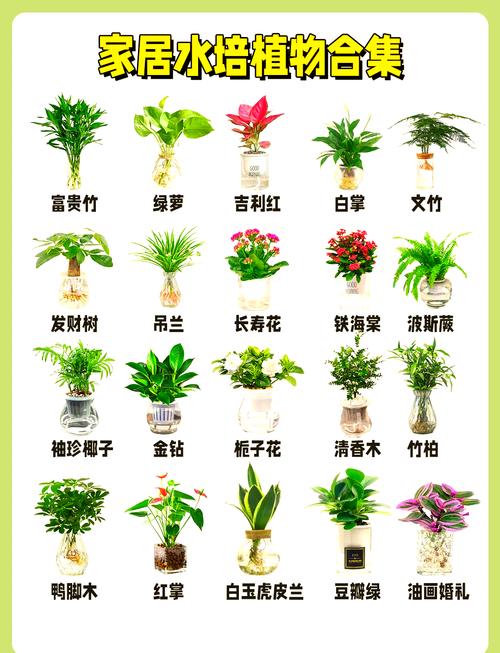 这些花扔水里都能活,浇再多也没事儿?直接丢水里就能活的花?-第3张图片-优品飞百科 这些花扔水里都能活,浇再多也没事儿?直接丢水里就能活的花?-第3张图片-优品飞百科