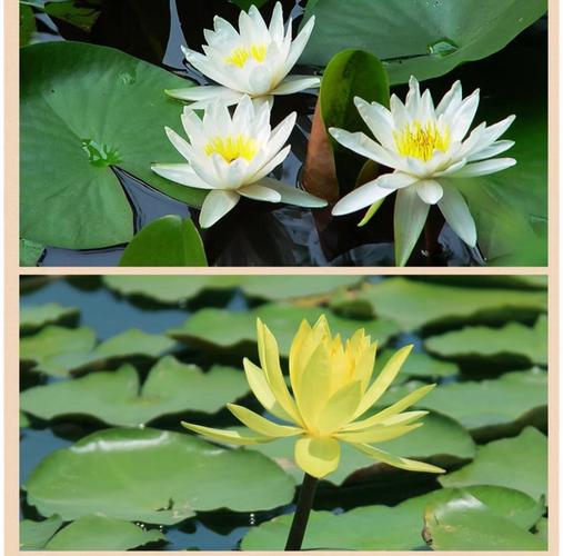 这些花扔水里都能活,浇再多也没事儿?直接丢水里就能活的花?-第4张图片-优品飞百科 这些花扔水里都能活,浇再多也没事儿?直接丢水里就能活的花?-第4张图片-优品飞百科