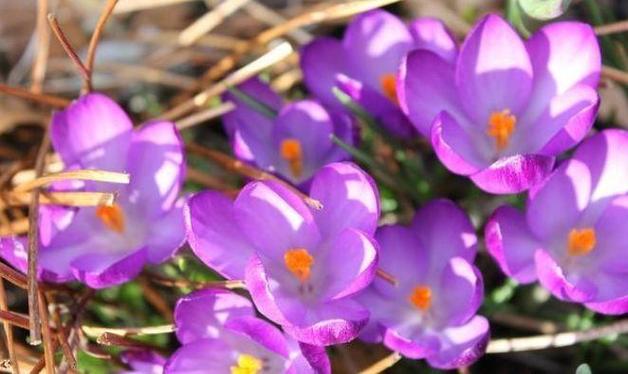 这些花扔水里都能活,浇再多也没事儿?直接丢水里就能活的花?-第5张图片-优品飞百科 这些花扔水里都能活,浇再多也没事儿?直接丢水里就能活的花?-第5张图片-优品飞百科