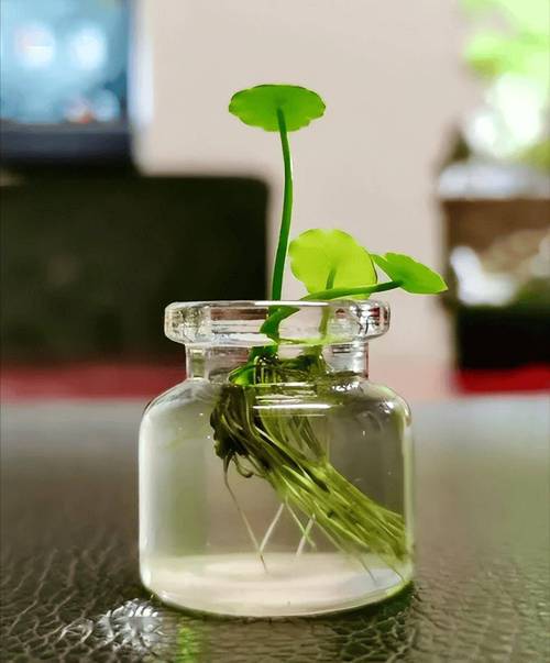 这些花扔水里都能活,浇再多也没事儿?直接丢水里就能活的花?-第6张图片-优品飞百科 这些花扔水里都能活,浇再多也没事儿?直接丢水里就能活的花?-第6张图片-优品飞百科