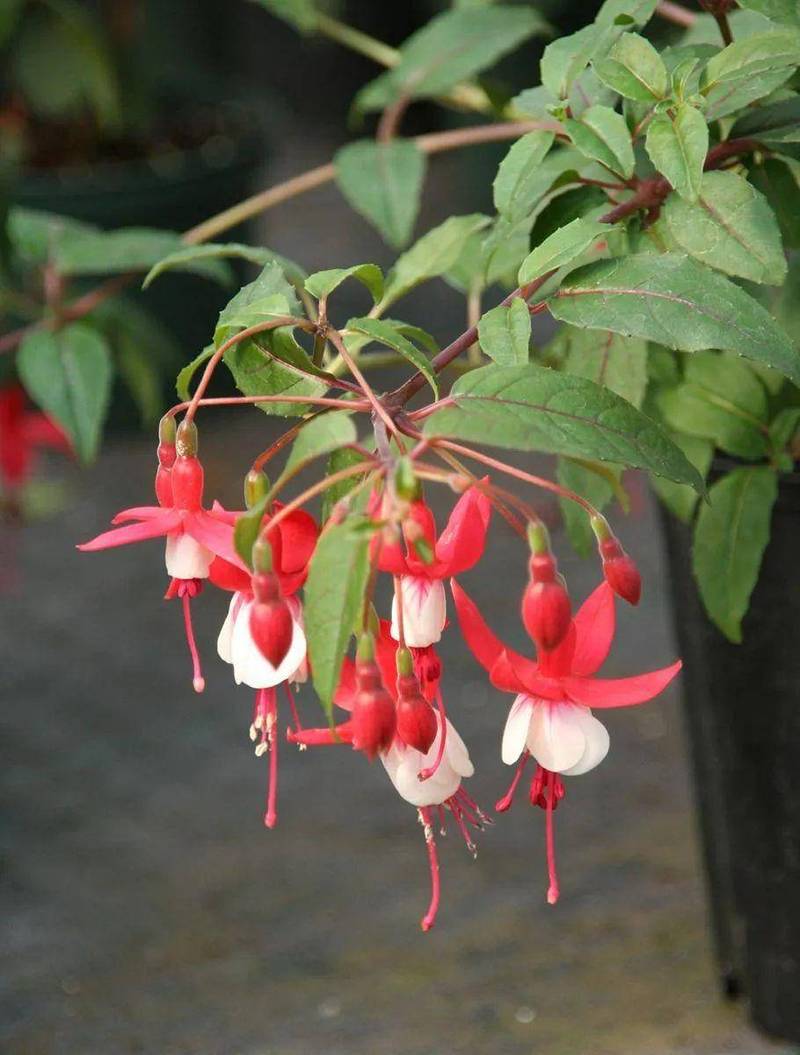 倒挂金钟掉叶子怎么办？倒挂金钟老是掉叶子怎么办？-第2张图片-优品飞百科