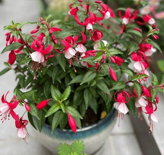 倒挂金钟掉叶子怎么办？倒挂金钟老是掉叶子怎么办？