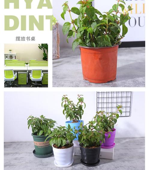 倒挂金钟掉叶子怎么办？倒挂金钟老是掉叶子怎么办？-第3张图片-优品飞百科