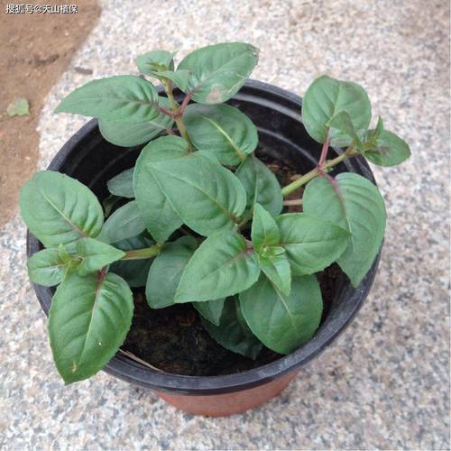 倒挂金钟掉叶子怎么办？倒挂金钟老是掉叶子怎么办？-第4张图片-优品飞百科