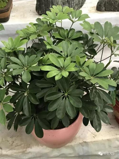 倒挂金钟掉叶子怎么办？倒挂金钟老是掉叶子怎么办？-第5张图片-优品飞百科