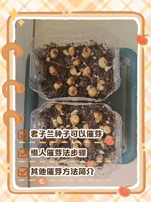 如何让君子兰多长新叶，君子兰怎么能长出新叶？