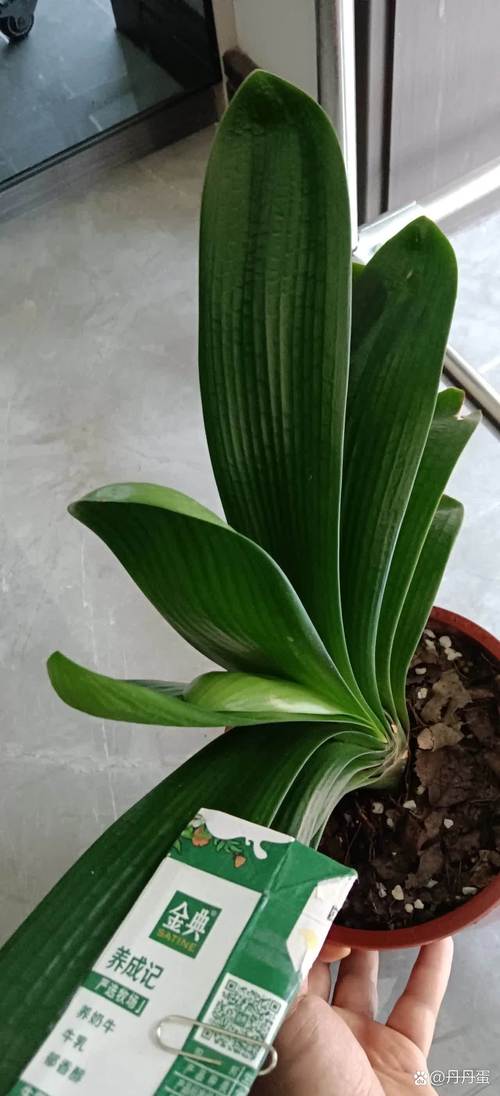 如何让君子兰多长新叶，君子兰怎么能长出新叶？-第2张图片-优品飞百科
