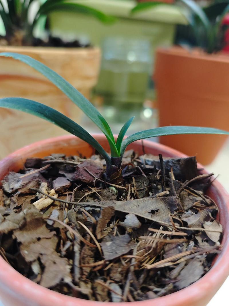 如何让君子兰多长新叶，君子兰怎么能长出新叶？-第4张图片-优品飞百科