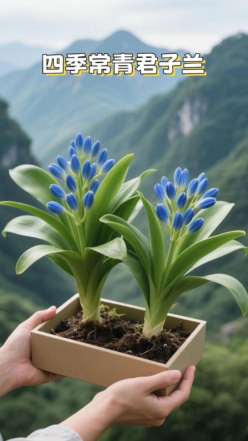 如何让君子兰多长新叶，君子兰怎么能长出新叶？-第5张图片-优品飞百科