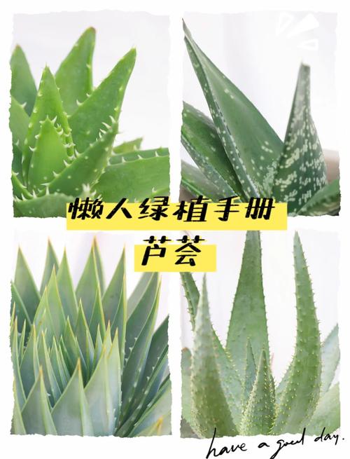 芦荟的养殖方法,芦荟图片,芦荟的养殖方法 盆栽有哪些特点?-第2张图片-优品飞百科 芦荟的养殖方法,芦荟图片,芦荟的养殖方法 盆栽有哪些特点?-第2张图片-优品飞百科