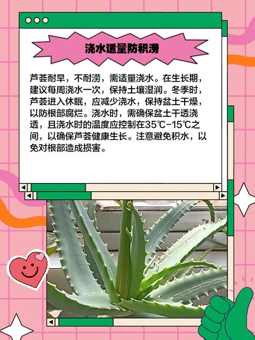 芦荟的养殖方法,芦荟图片,芦荟的养殖方法 盆栽有哪些特点?-第3张图片-优品飞百科 芦荟的养殖方法,芦荟图片,芦荟的养殖方法 盆栽有哪些特点?-第3张图片-优品飞百科