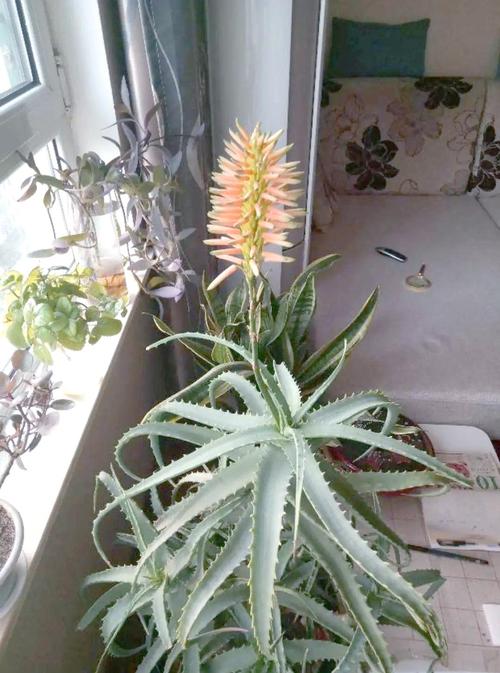 芦荟的养殖方法,芦荟图片,芦荟的养殖方法 盆栽有哪些特点?-第4张图片-优品飞百科 芦荟的养殖方法,芦荟图片,芦荟的养殖方法 盆栽有哪些特点?-第4张图片-优品飞百科