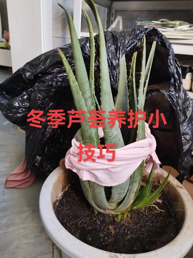 芦荟的养殖方法,芦荟图片,芦荟的养殖方法 盆栽有哪些特点?-第5张图片-优品飞百科 芦荟的养殖方法,芦荟图片,芦荟的养殖方法 盆栽有哪些特点?-第5张图片-优品飞百科